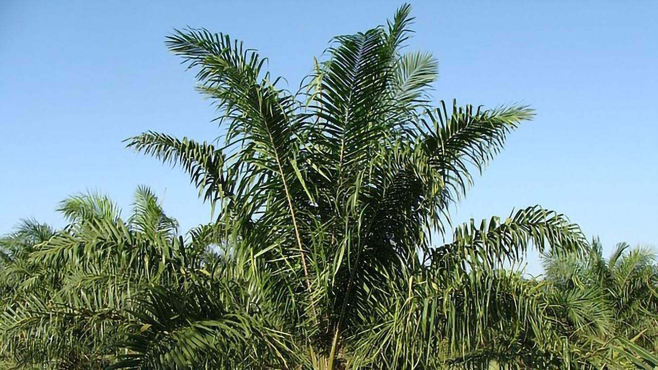 Can Palm Oil Ever Be Sustainable?