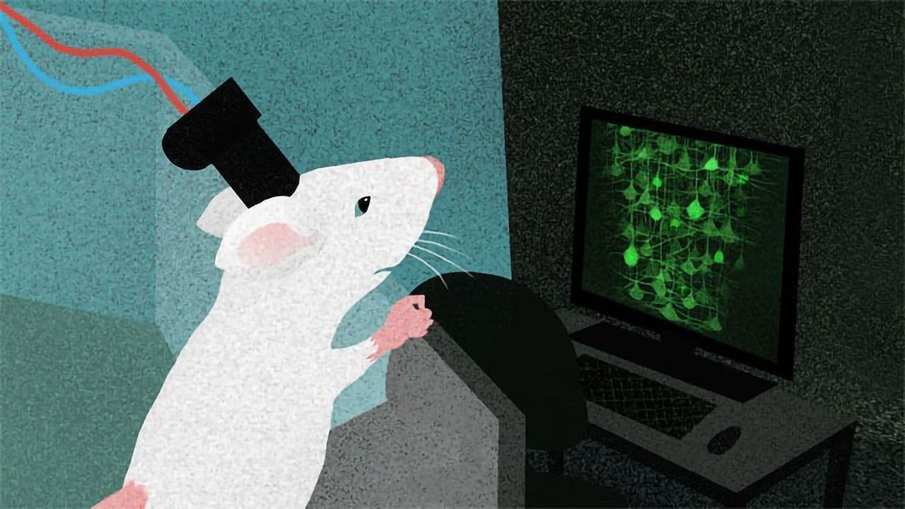 Head-mounted Microscope Peers Into the Freely-moving Rat Brain