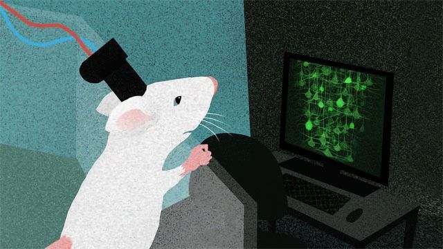 Head-mounted Microscope Peers Into the Freely-moving Rat Brain content piece image 