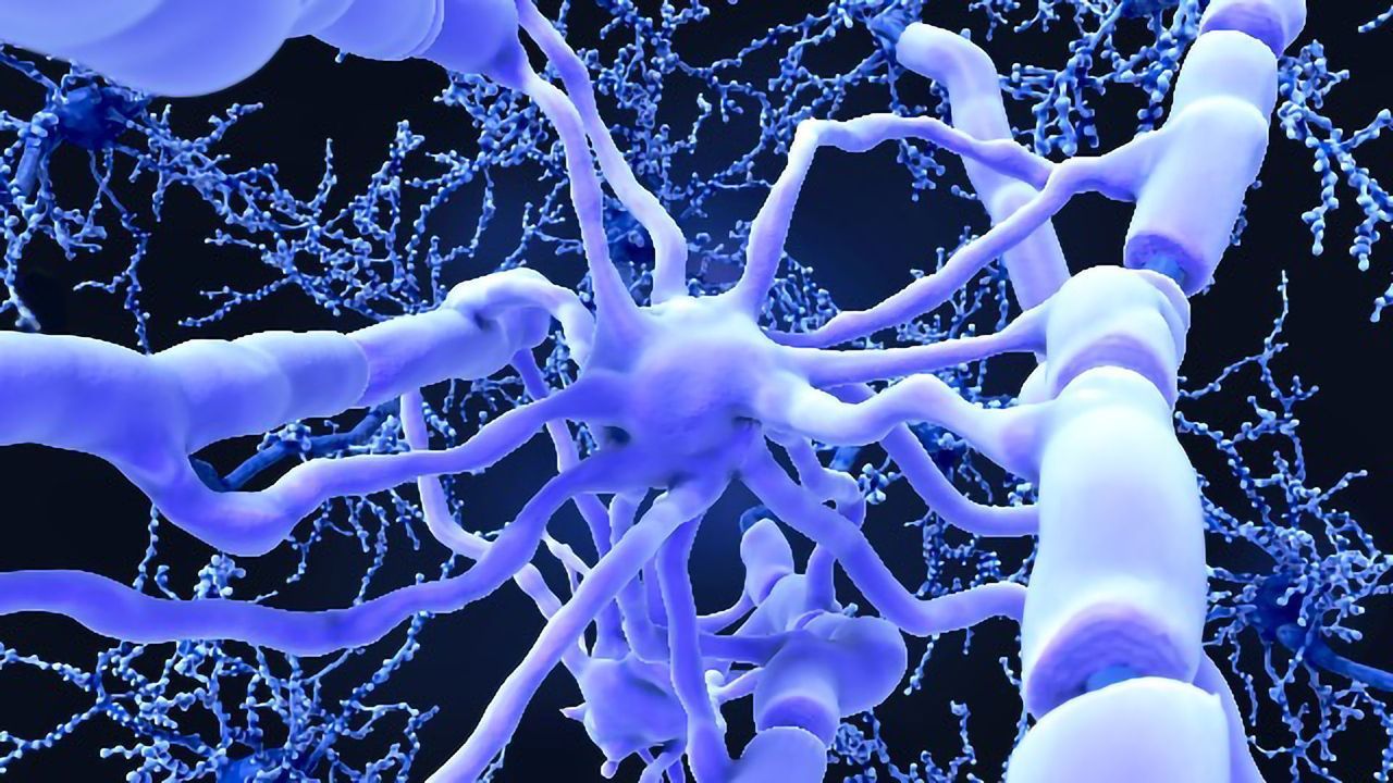 Adult Human Glial Cells Can Repair the Brain (But Only the Mouse Brain)