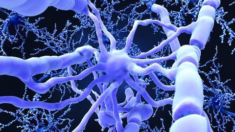 Adult Human Glial Cells Can Repair the Brain (But Only the Mouse Brain)