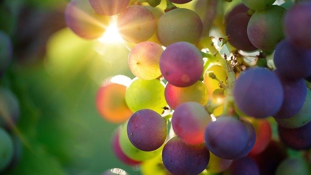 The Wine Chemist - Sulfites
