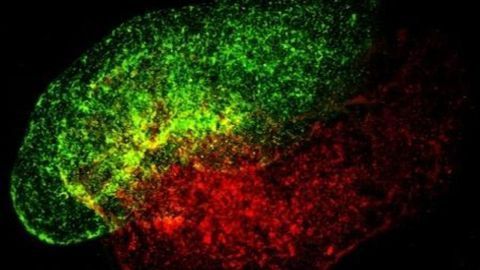 300 Antibodies Generated That Have Neutralization Potential Against SARS-CoV-2