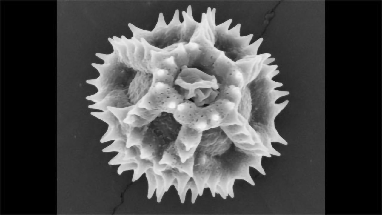 Dandelion Pollen