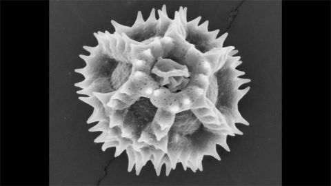 Dandelion Pollen