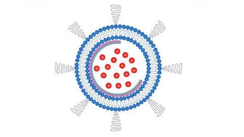 Nanobowls Aid Delivery of Chemotherapy Drugs to Cancer Cells