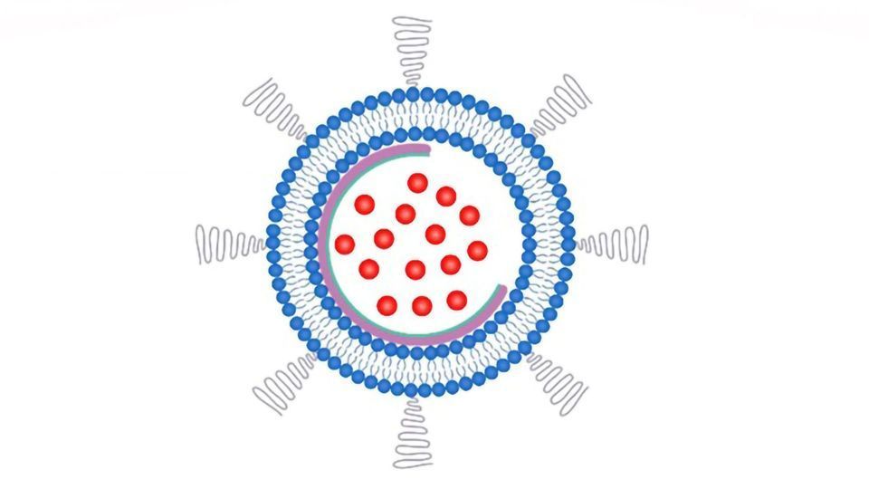 Nanobowls Aid Delivery of Chemotherapy Drugs to Cancer Cells content piece image