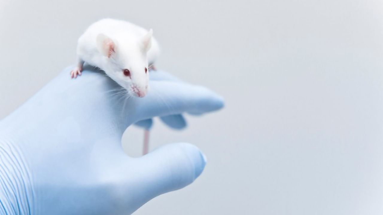Enzyme Inhibition Reverses Fragile X Symptoms in Mice