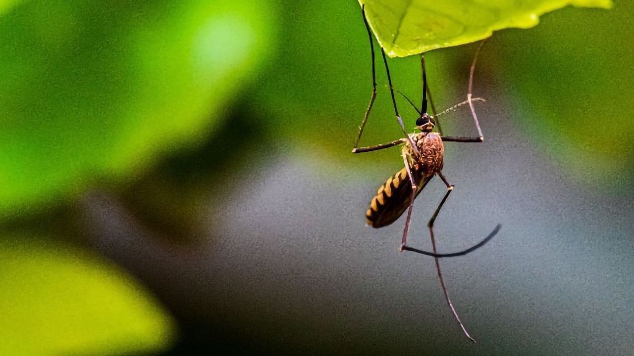 Protocol for Detecting Zika in the Placenta Needs Revising, Study Indicates