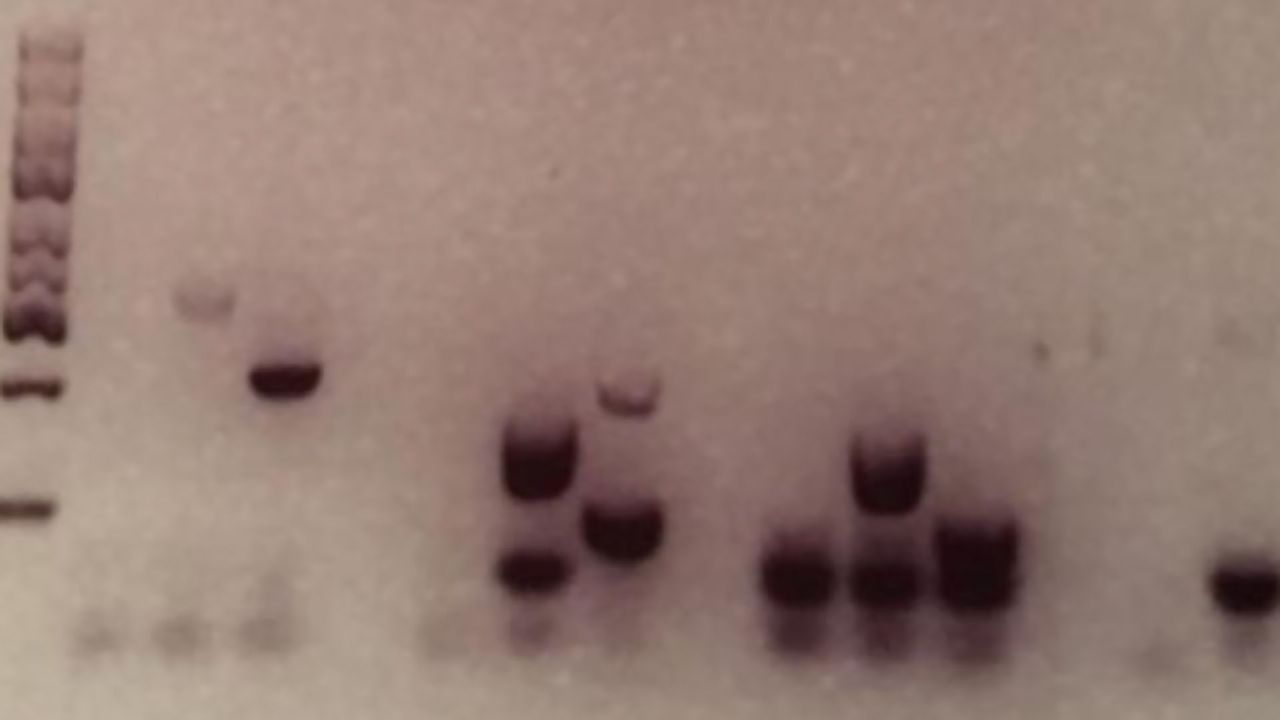 Keeping Forensic DNA Fingerprinting Samples Safe