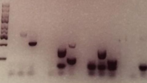 Keeping Forensic DNA Fingerprinting Samples Safe