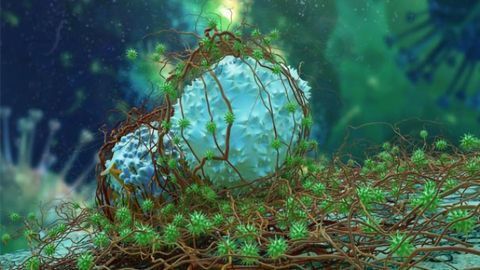 Converting Autoimmunity Drugs Into Powerful Anticancer Treatments