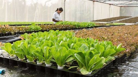 Plant Probiotic Could Reduce Pesticide Use