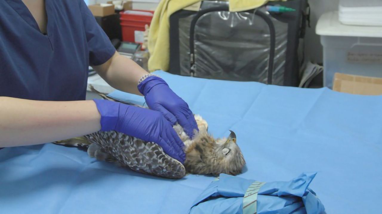 First Confirmation of Microplastics in Florida's Birds of Prey