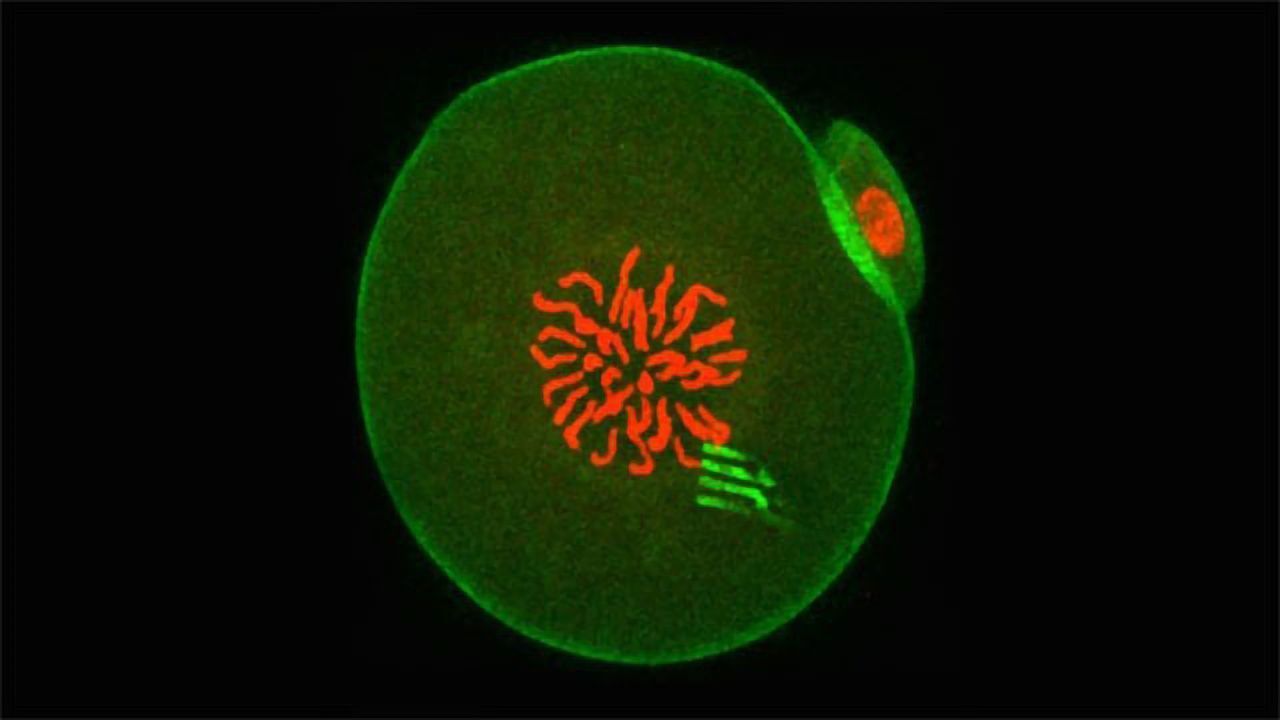 Tracking Early Embryo Development