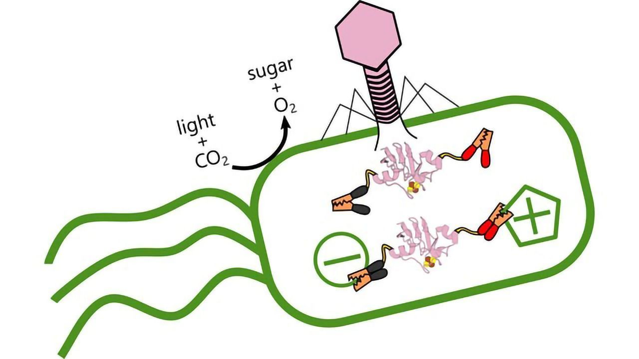Ocean Virus Steals Energy From Carbon-storing Bacteria