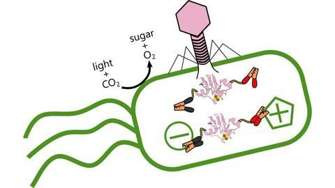 Ocean Virus Steals Energy From Carbon-storing Bacteria