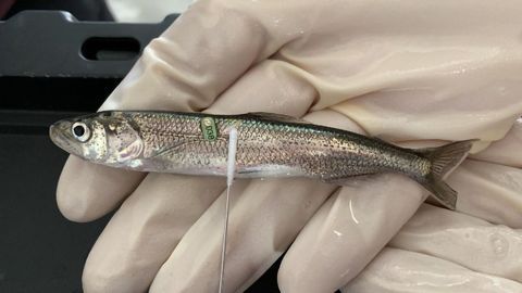 CRISPR a Tool for Conservation