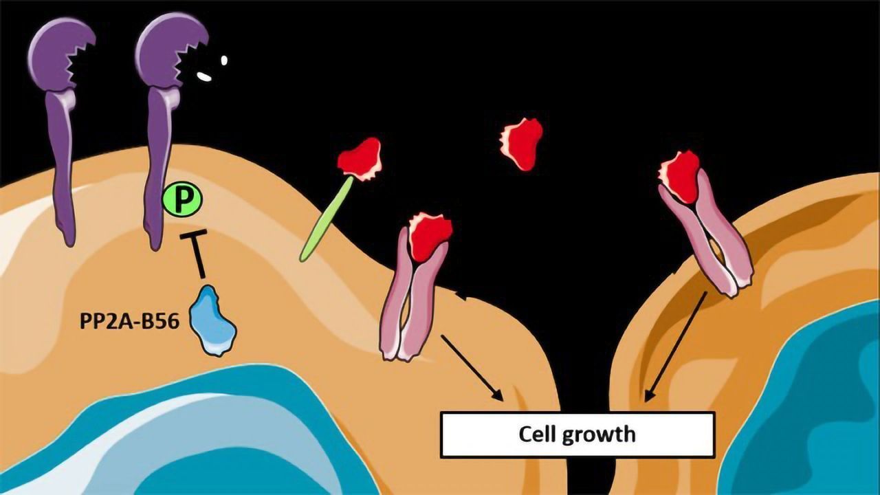 How a Protein Can Inhibit Cancer Development in Mice