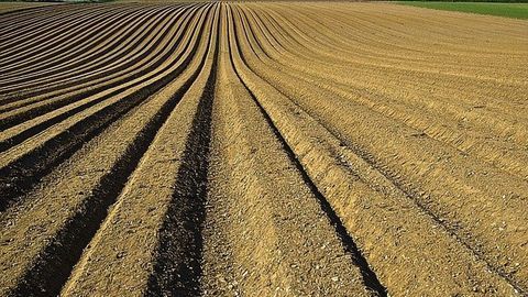 The Science in Our Food - Dr. Jim Carrington, TEDxGatewayArch