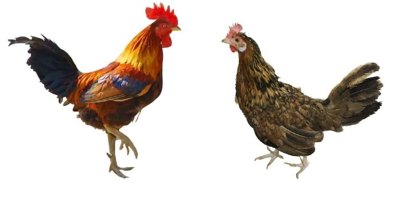 Genetic "Memory" of Ancestral Environments Helps Organisms Readapt