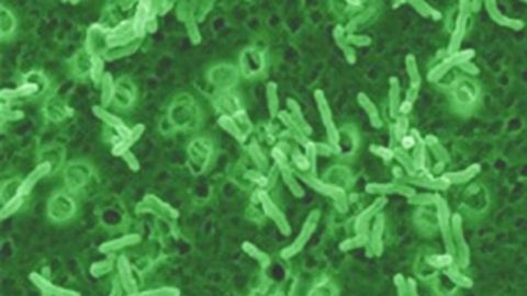 Rat Study Suggests "Good Bacteria" Could Relieve Autism-like Symptoms in Pregnancy