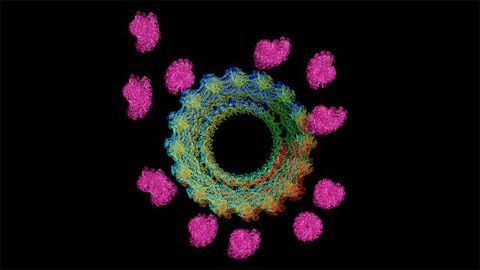 Urge To Merge: Understanding How Cells Fuse
