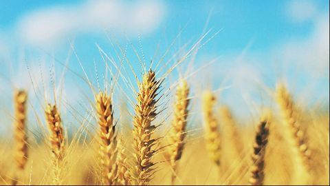Insufficient Sulfur in Soil Key to Dips in Wheat Quality
