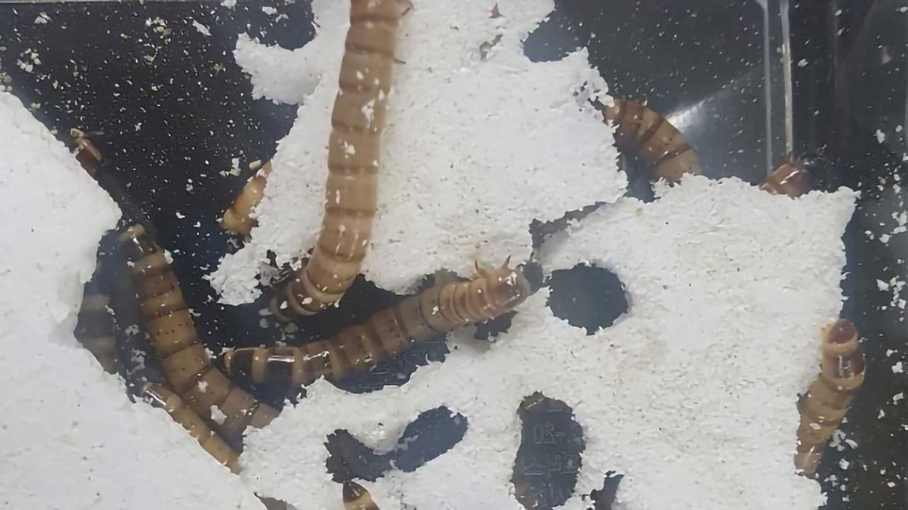 Plastic-degrading Superworms Have Gut Bacteria To Thank