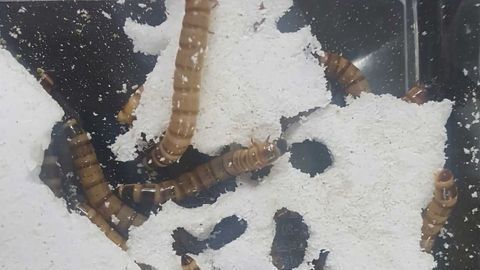 Plastic-degrading Superworms Have Gut Bacteria To Thank