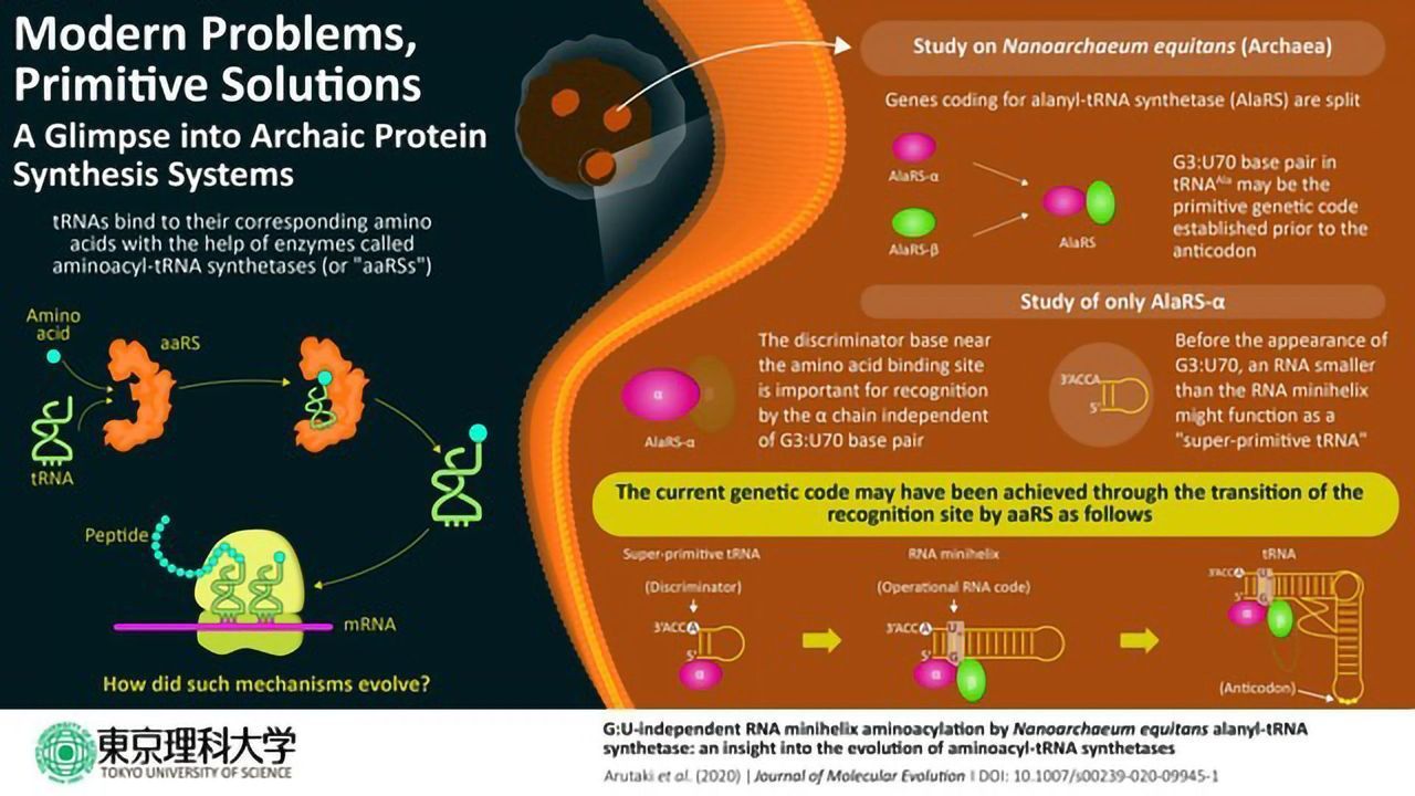 A Glimpse Into Archaic Protein Synthesis Systems