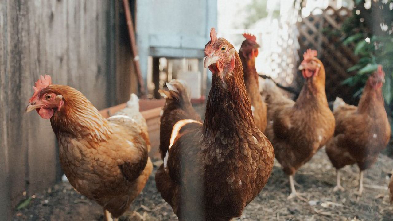 Antibodies Can Be Made Rapidly in Chicken Cells