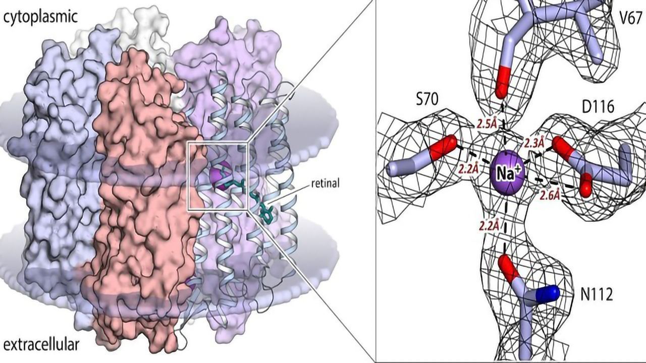 Structure of Unique Optogenetic Tool Obtained for the First Time