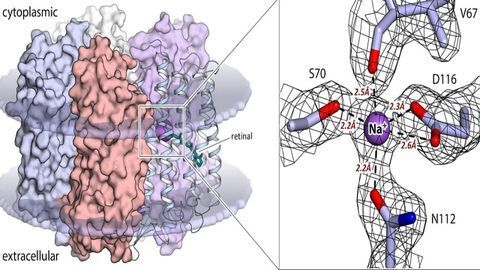 Structure of Unique Optogenetic Tool Obtained for the First Time