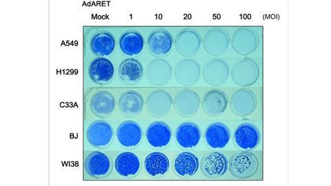 Attacking Cancer Cells With Viruses