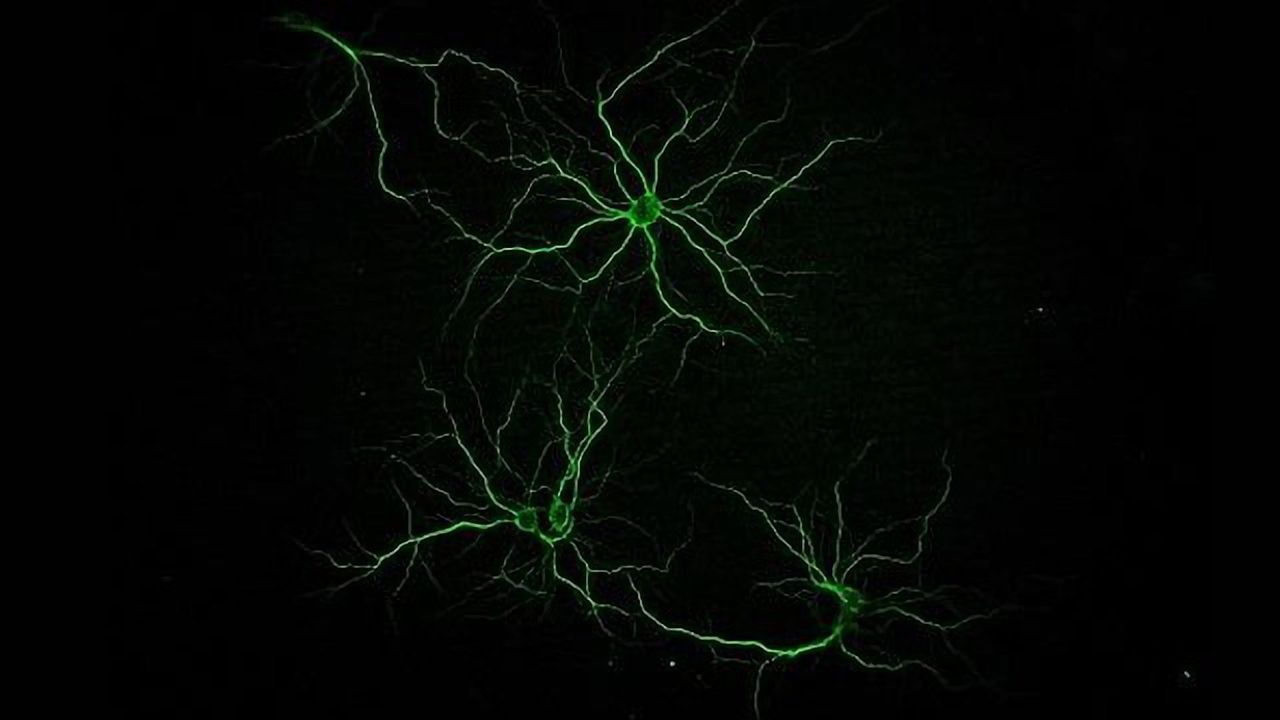 Marine Molecules With Therapeutic Potential Against Alzheimer's Disease