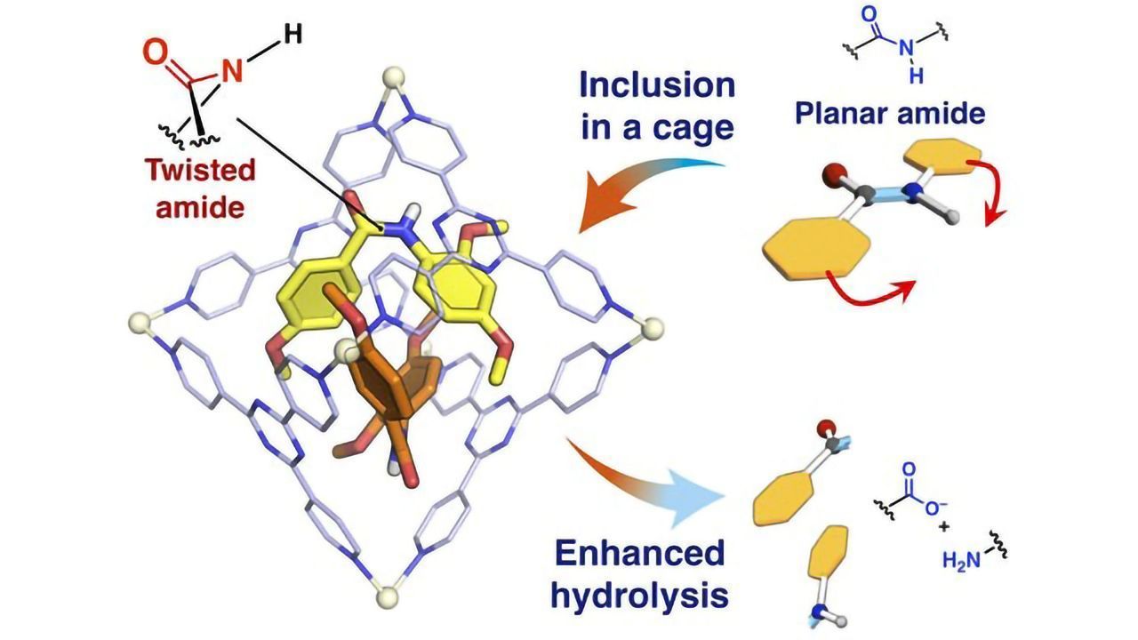 A Small Twist in Protein Structure Leads to a Big Reaction