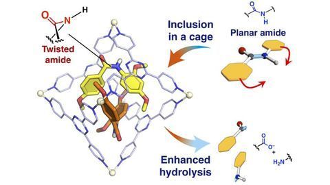 A Small Twist in Protein Structure Leads to a Big Reaction