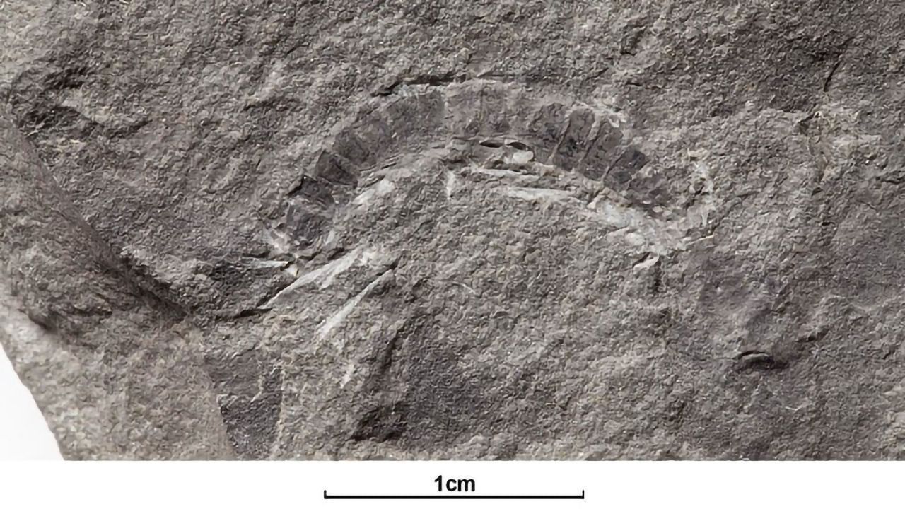 Scottish Millipede Is World's Oldest Bug Fossil