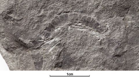 Scottish Millipede Is World's Oldest Bug Fossil
