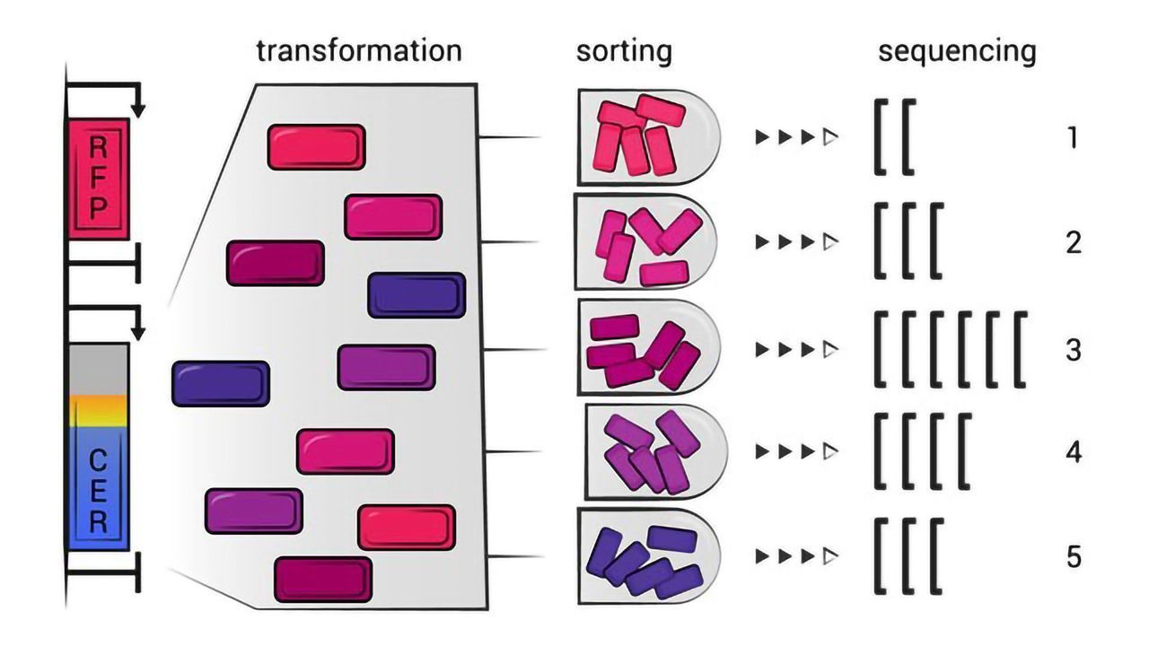 The Recipe for Efficient Protein Synthesis