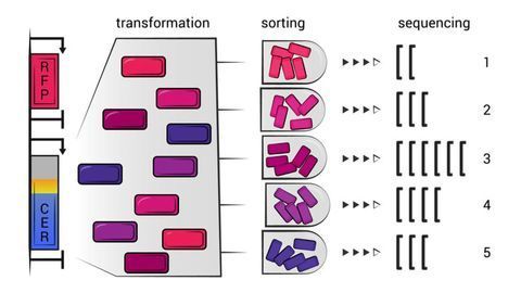 The Recipe for Efficient Protein Synthesis