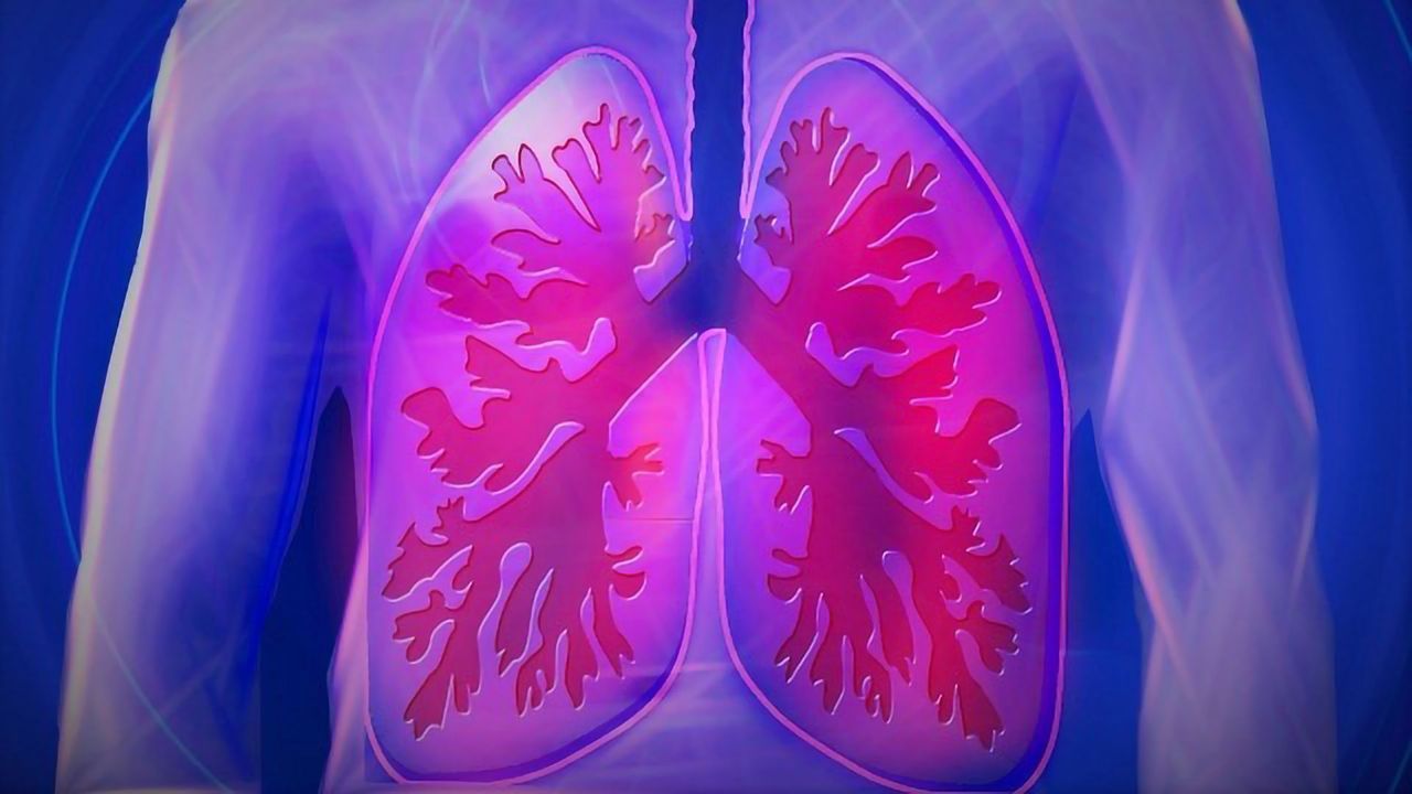 Researchers Cultivate Mini Lungs for SARS-CoV-2 Research