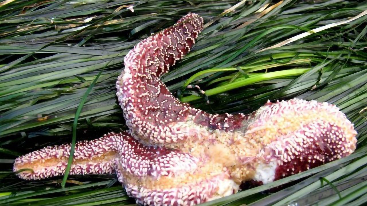 How Is Climate Change Impacting Parasites?