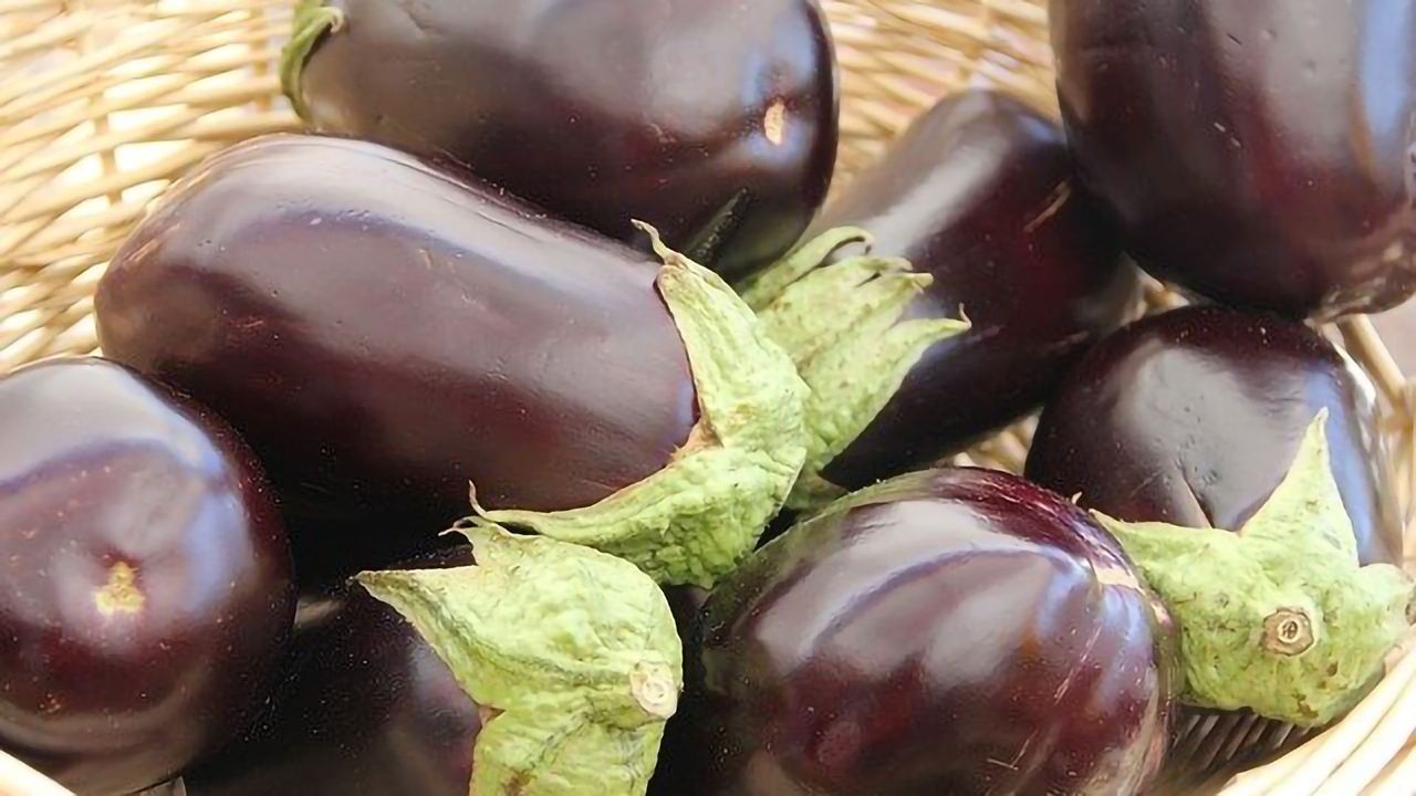 Reaping the Rewards of Engineered Eggplants