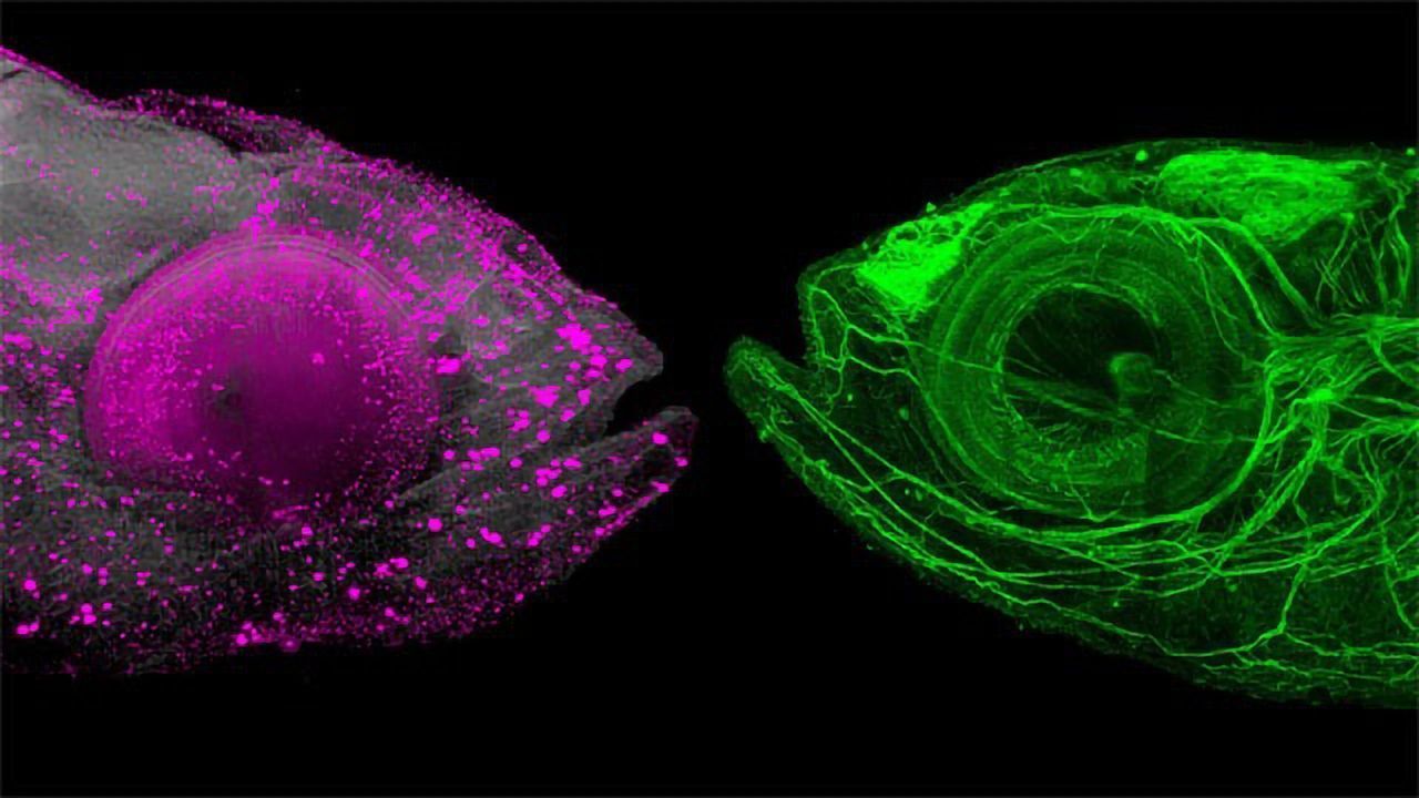 A Deeper Look Inside Zebrafish