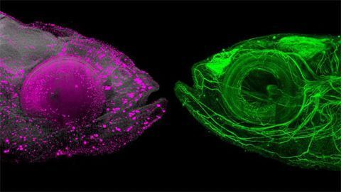 A Deeper Look Inside Zebrafish