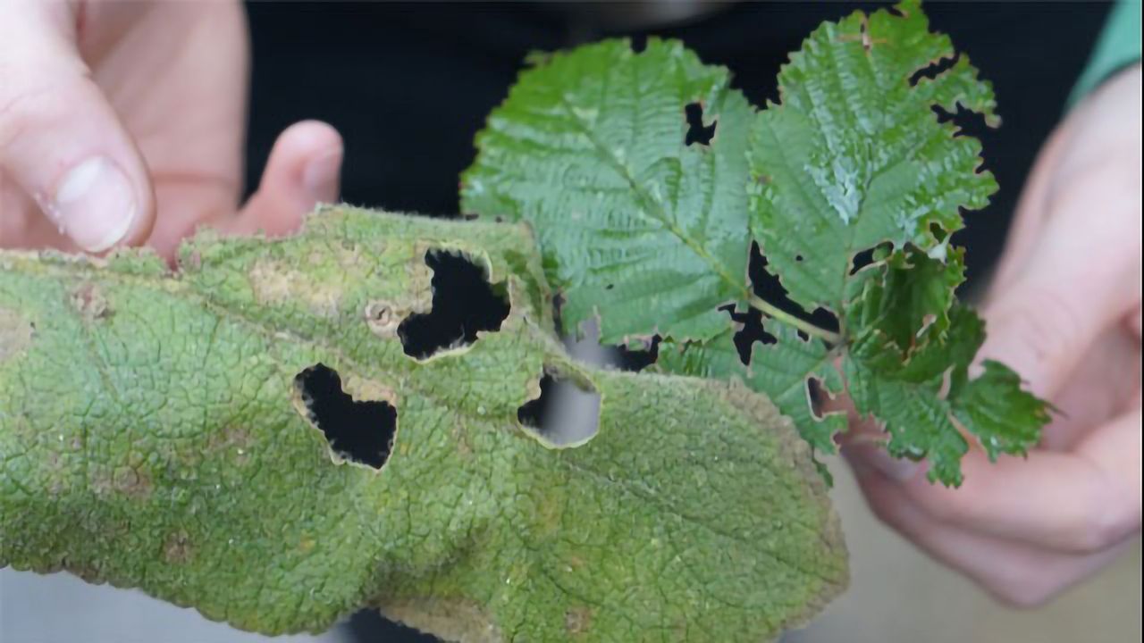 Making Plant Hormones in the Lab