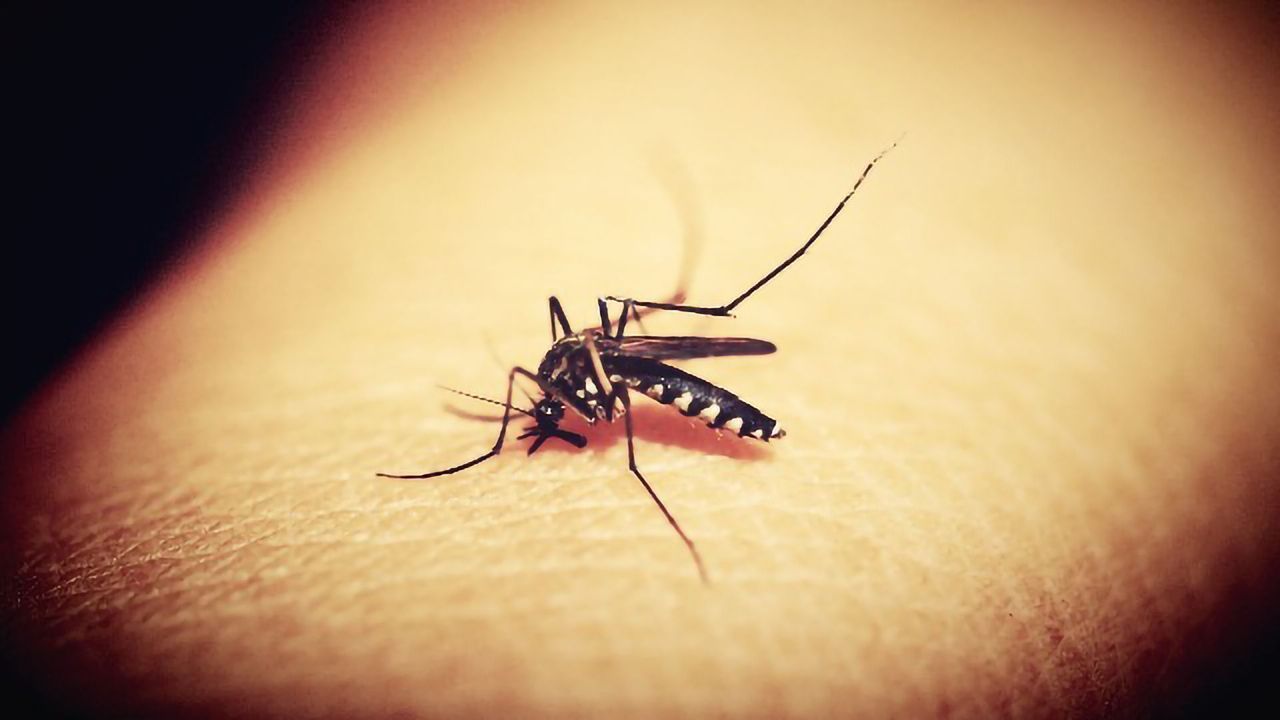 Diagnostic Blood Test Could Help the Fight To Eliminate Malaria
