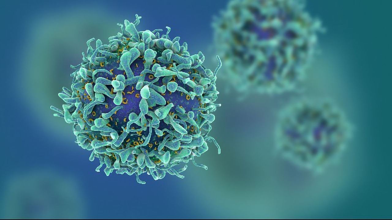 Important Immune Checkpoint Protein That Operates in T Cells Identified